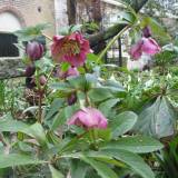 Beplanting