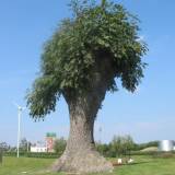 Bomen