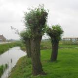 Bomen