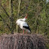 Open tuin - Boerderij Onder de zeven Linden 150 jaar