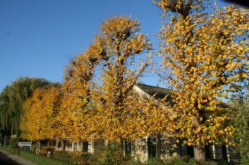 Bomen over Bomen