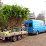 Bamboe transport